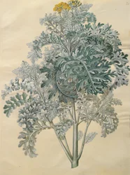 Senecio bicolor